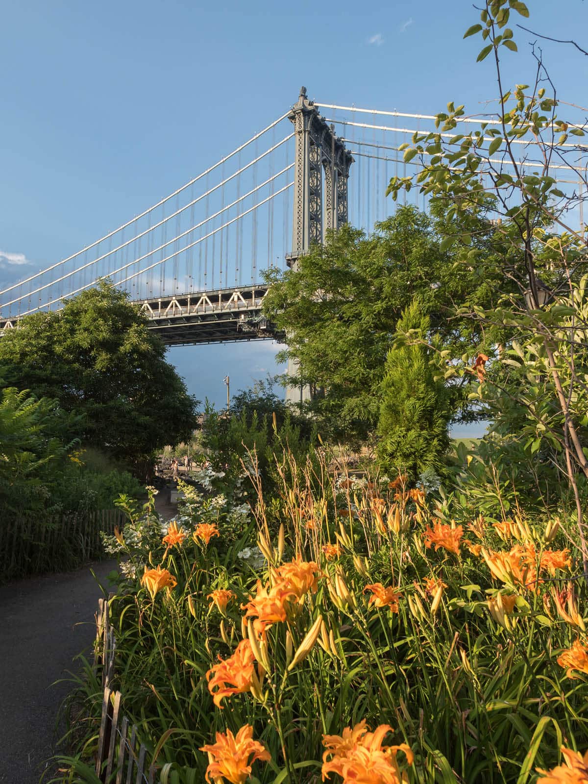 Yellow lilies by the pathway at sunset with the Manhattan Bridge overhead.
