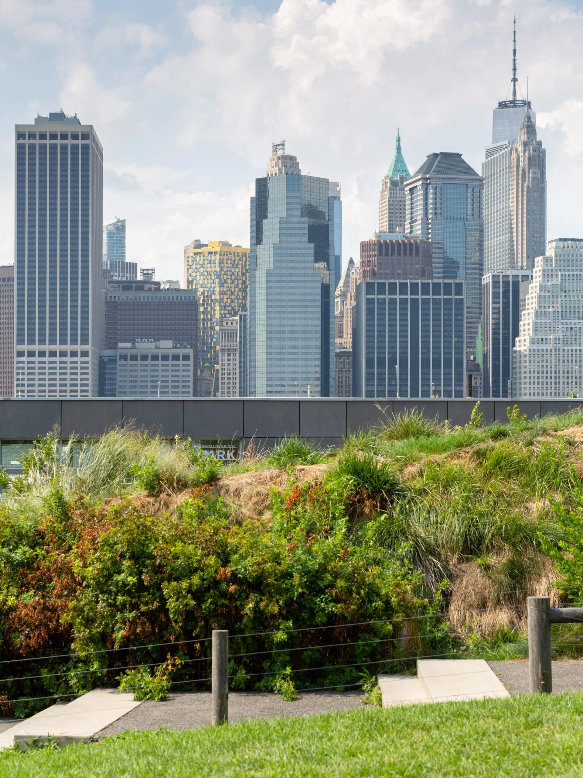 Grasses along the pathway in the Pier 5 Uplands with view of lower Manhattan on a sunny day.