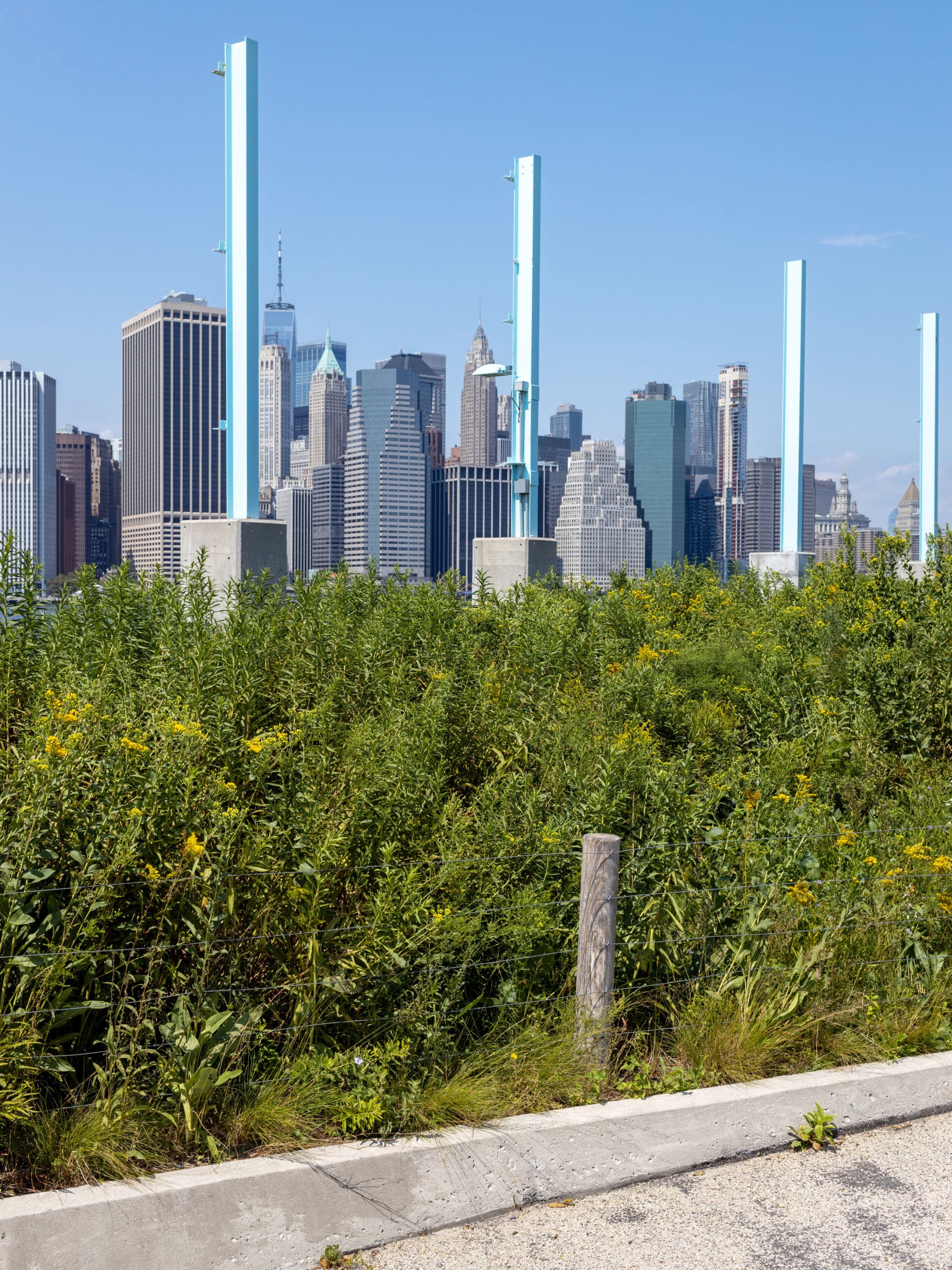 Flowers along the pathway on a sunny day. Lower Manhattan can be seen in the background.