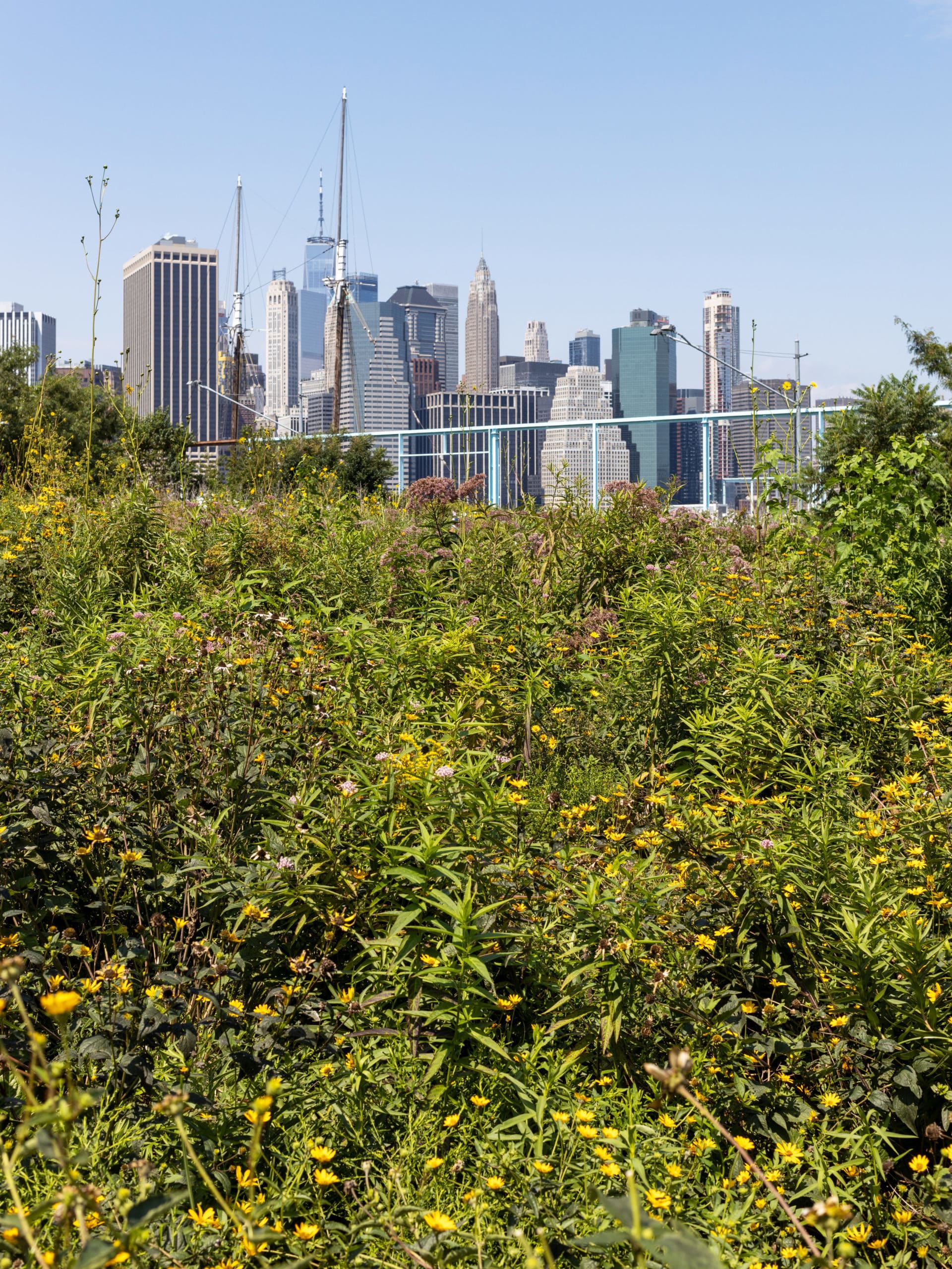 Yellow flowers and bushes on a sunny day with lower Manhattan in the background.