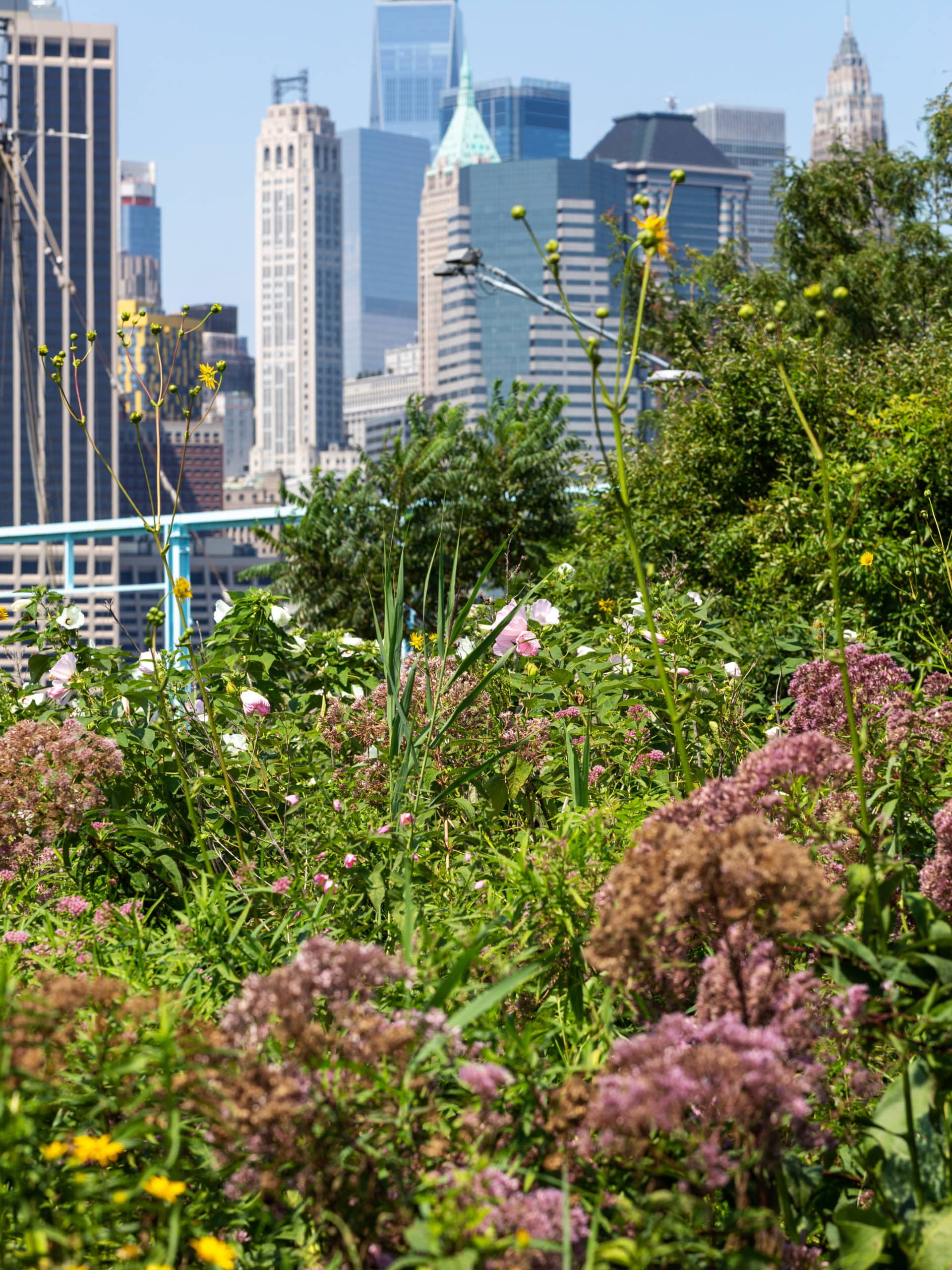 Close up of pink and yellow flowers at Pier 6 Flower Field on a sunny day with lower Manhattan in the background.