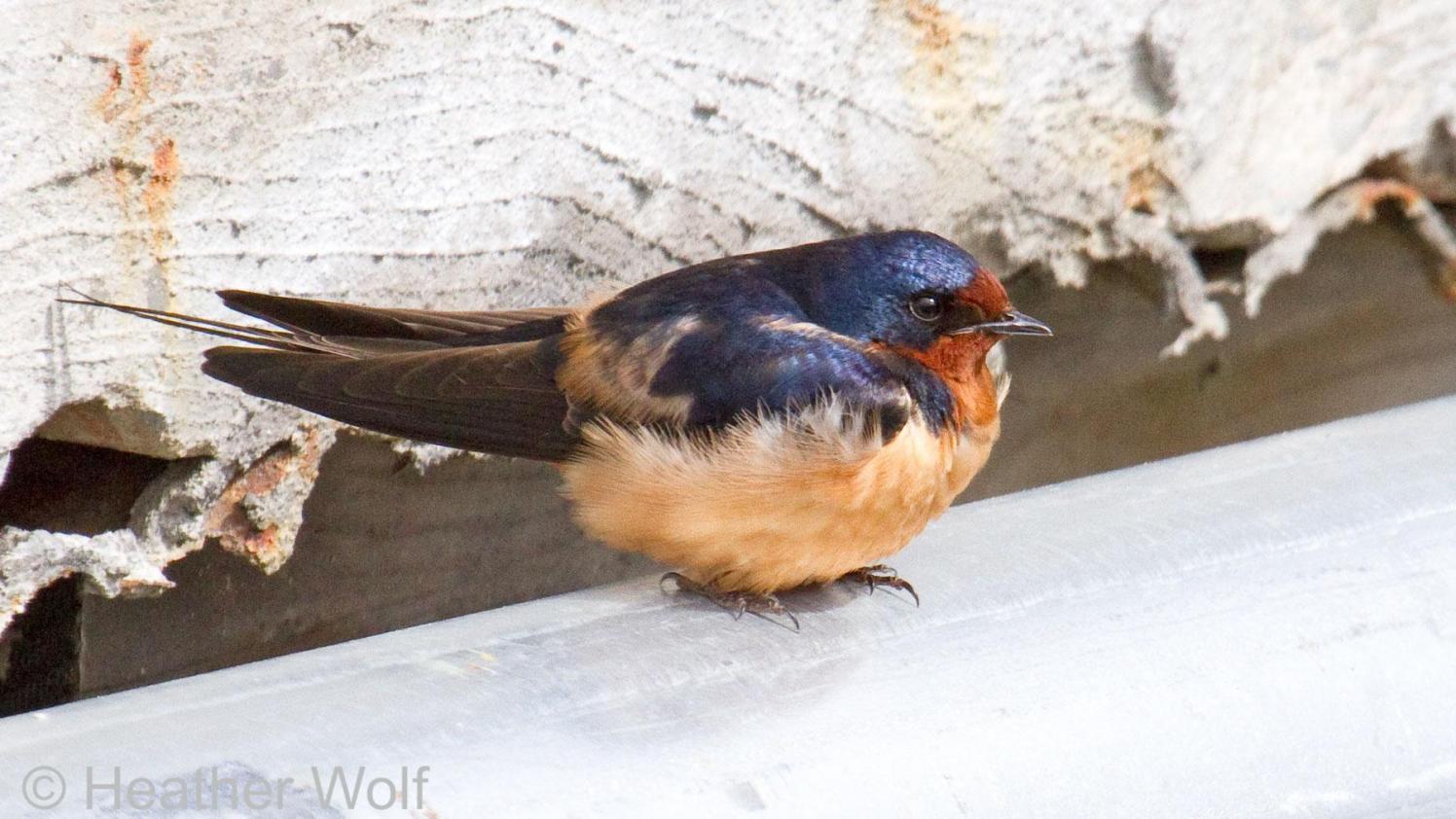 Barn Swallow on a railing