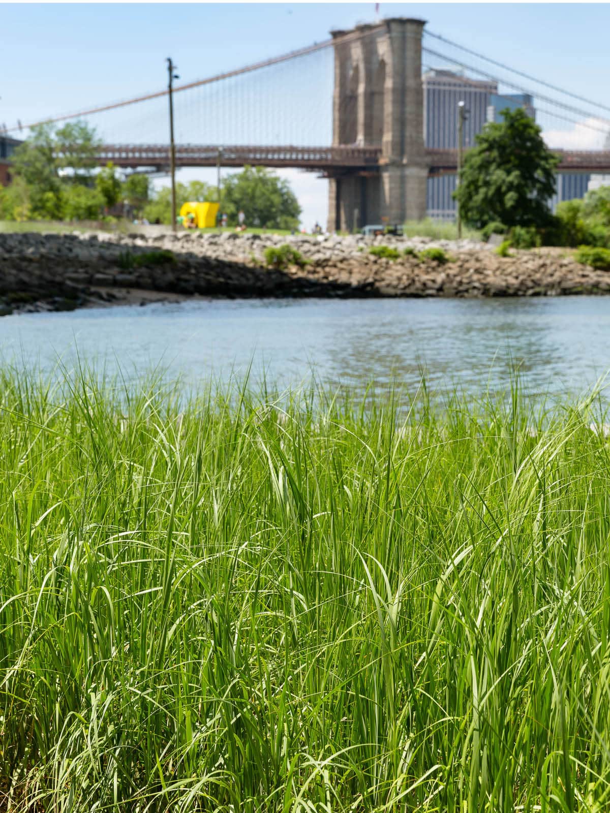 Close up of grasses in the John Street Tidal Marsh on a sunny day. The Brooklyn Bridge is seen in the background.