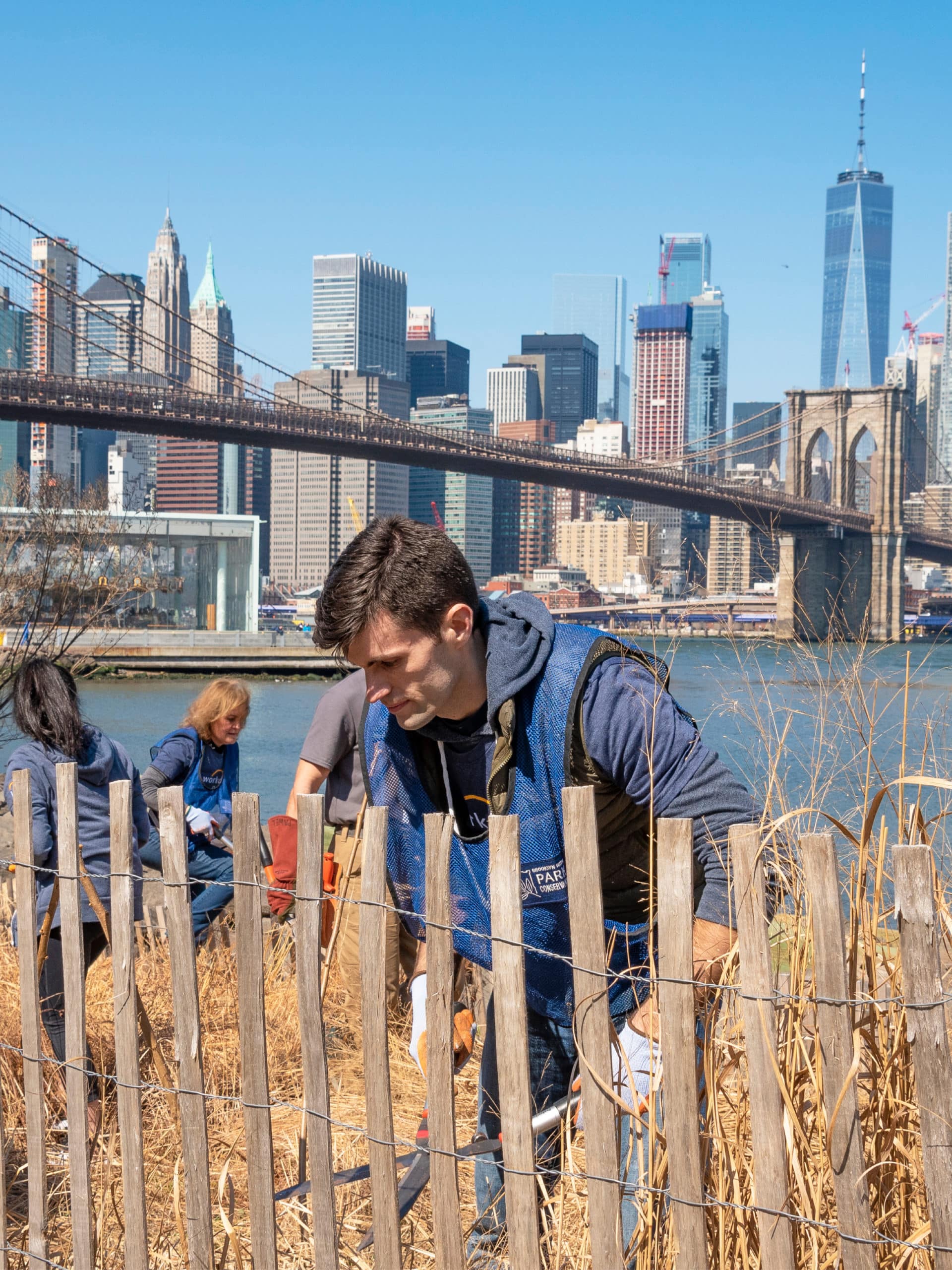 Volunteer by fence trimming long grasses. The Brooklyn Bridge is seen in the background.