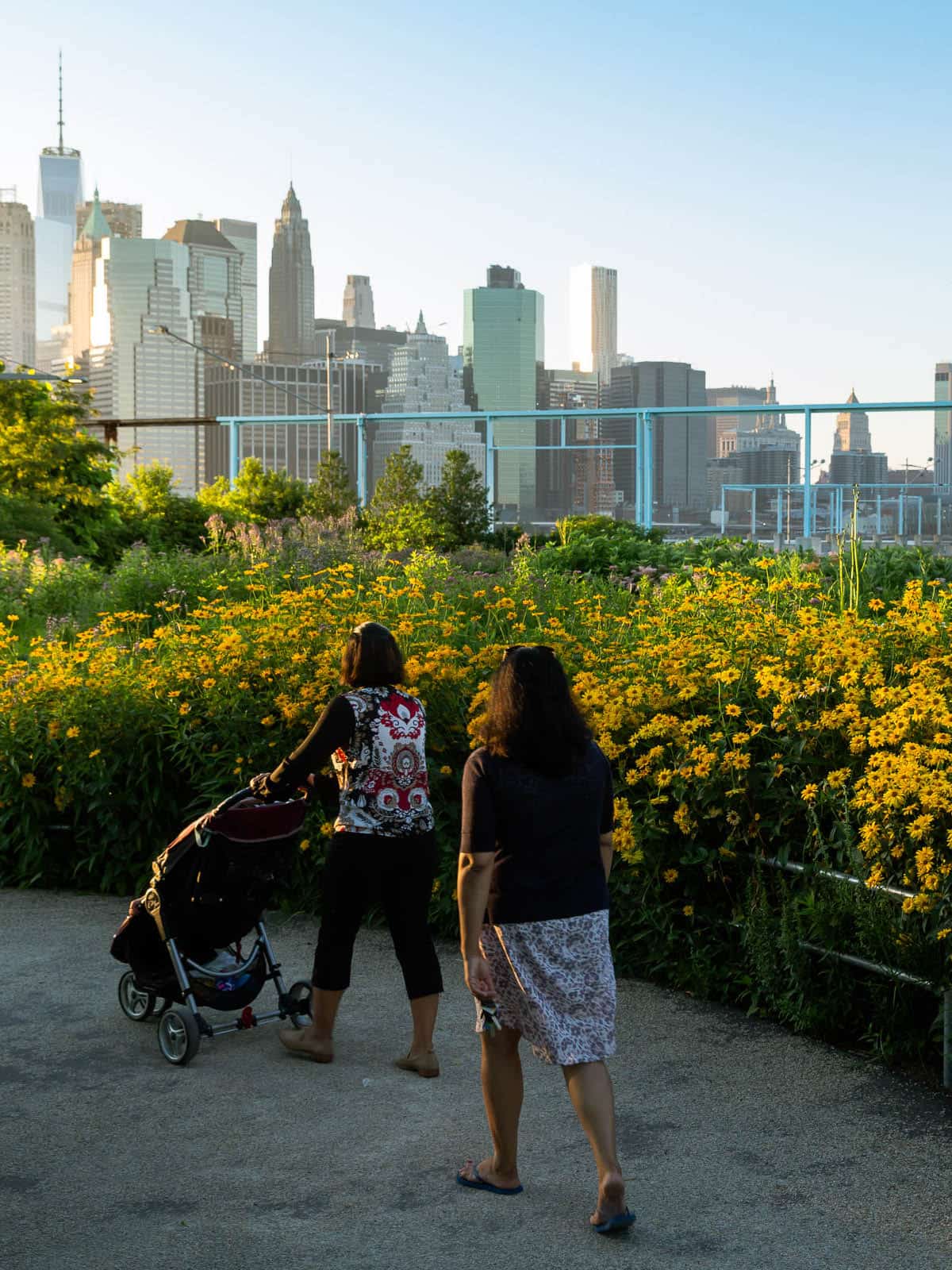 Two women with a stroller walking by bushes of yellow flowers at sunset.