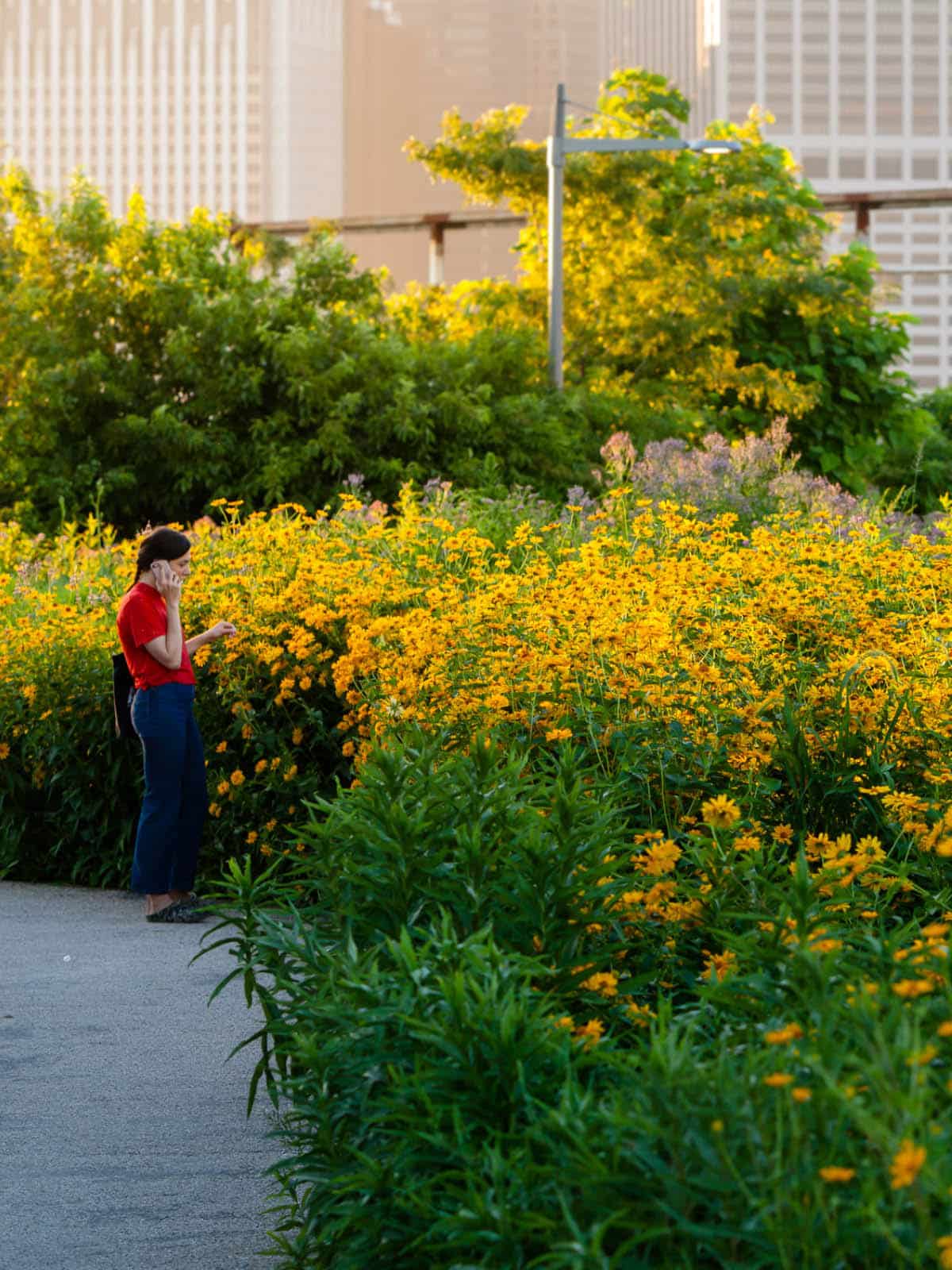 Woman on the phone standing next to bushes of yellow flowers at sunset.