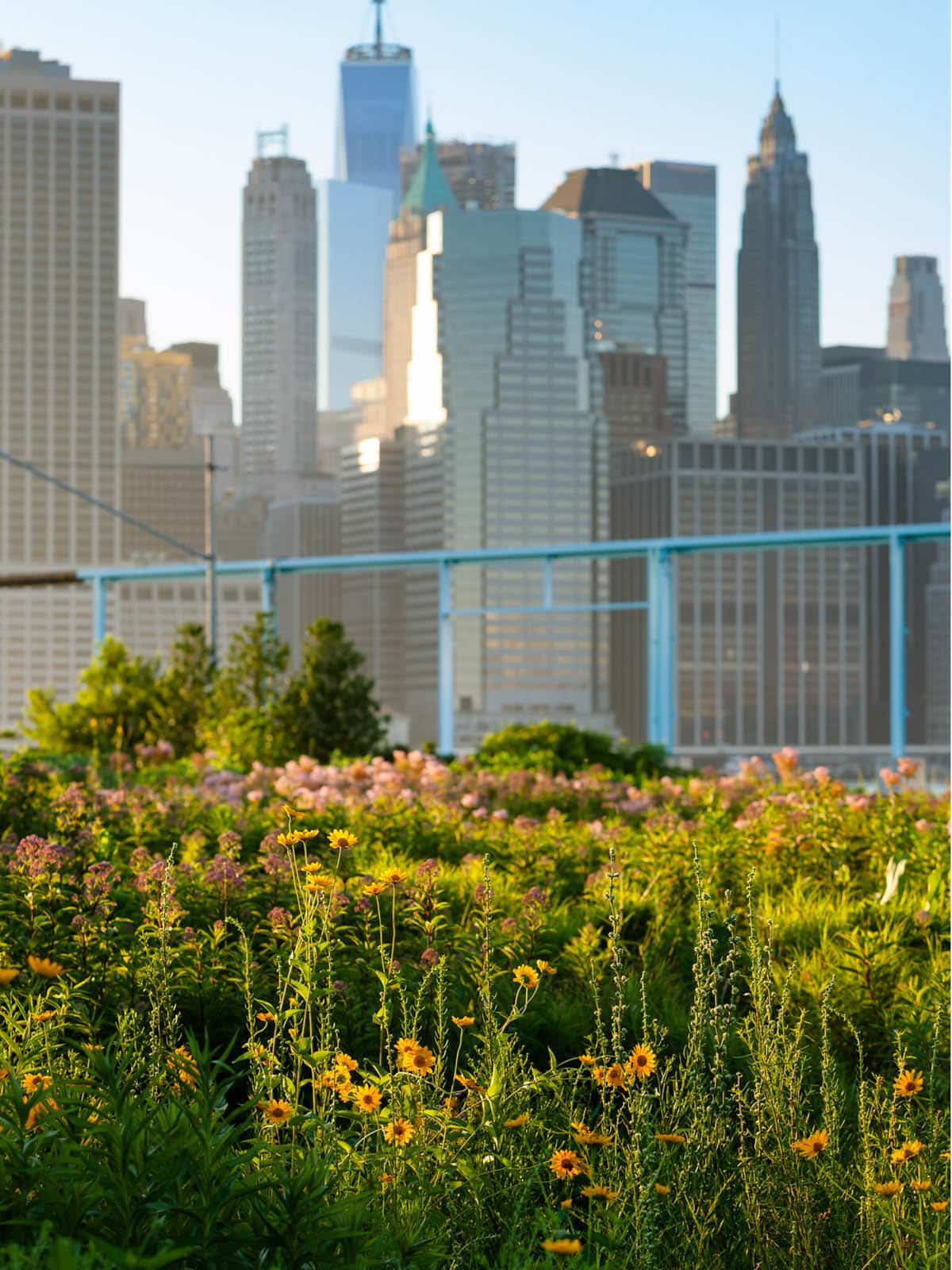 Yellow and pink flowers in the bushes at sunset with lower Manhattan in the background.