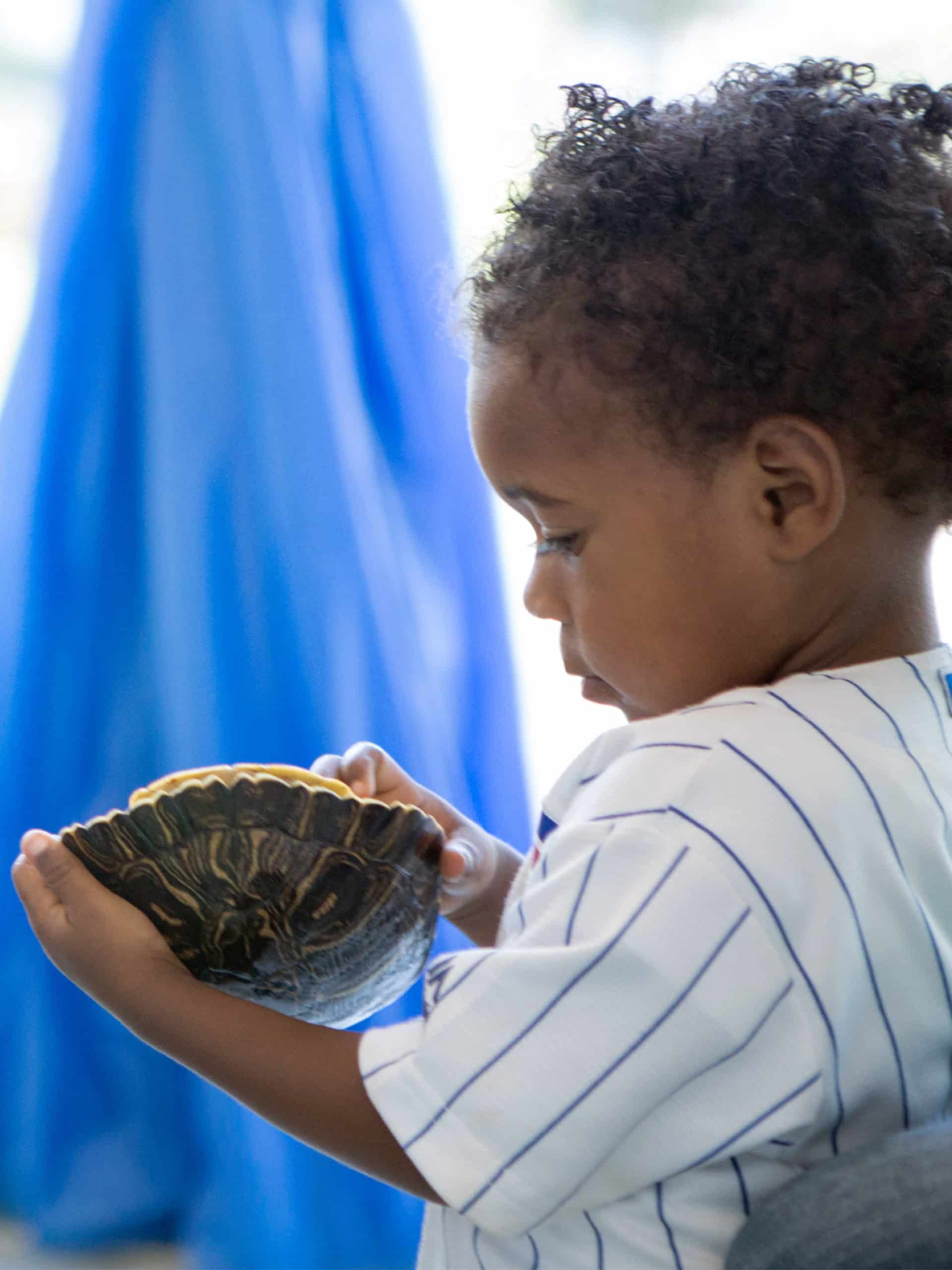 Small boy holding a turtle shell