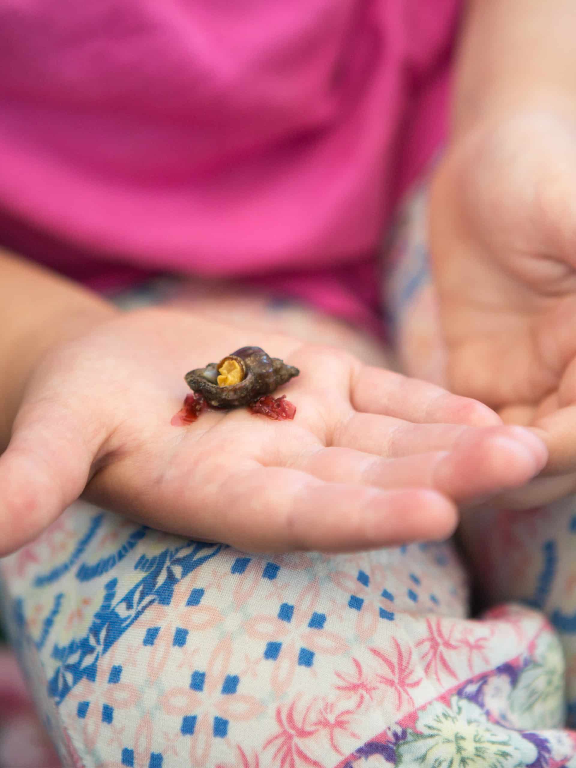 Close up of child's hand holding a mollusk.