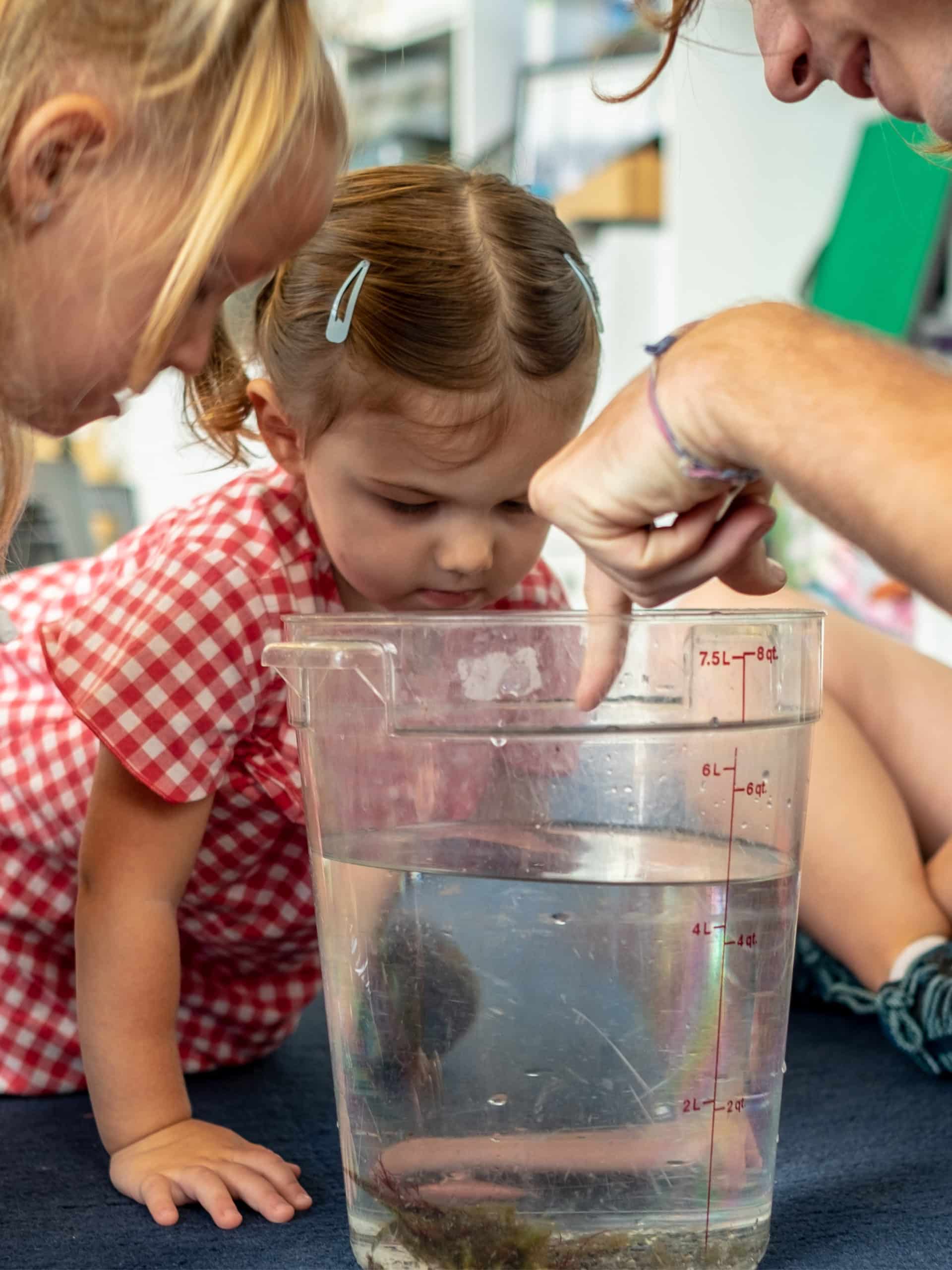 Instructor pointing into a bucket with a crab with small children looking.