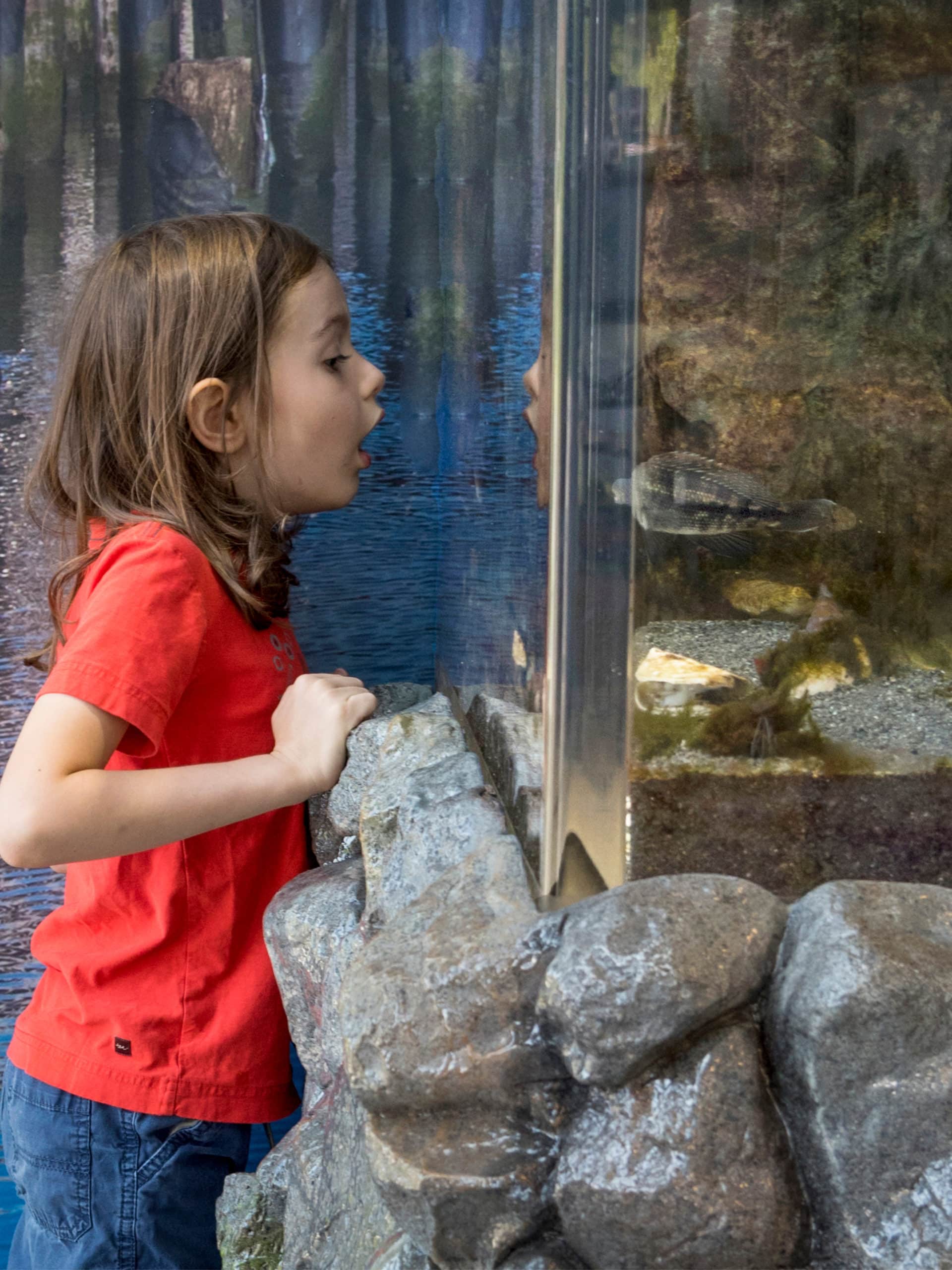 Young girl looking into fish tank.