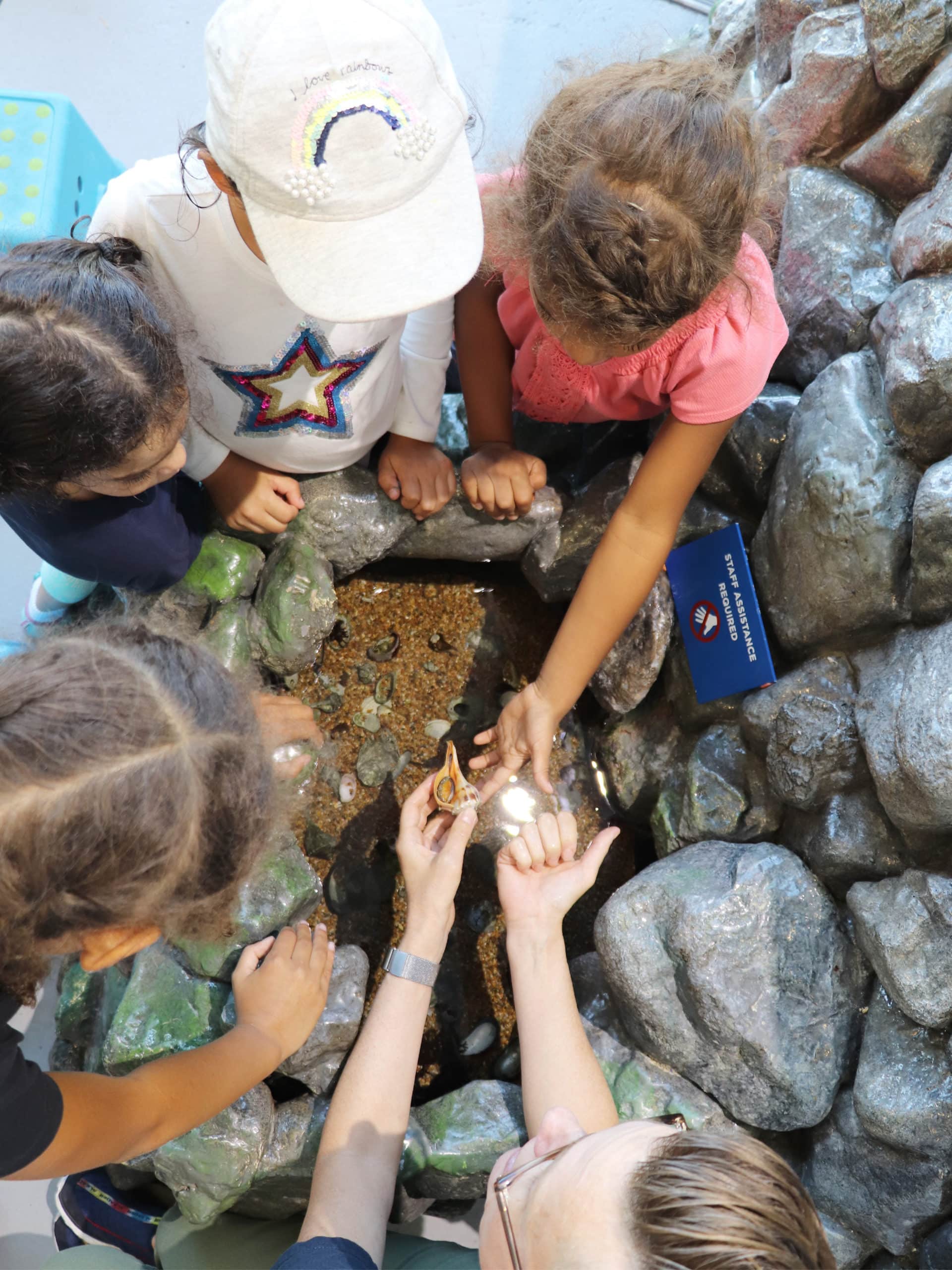 Overhead view of children touching a mollusk with instructor.