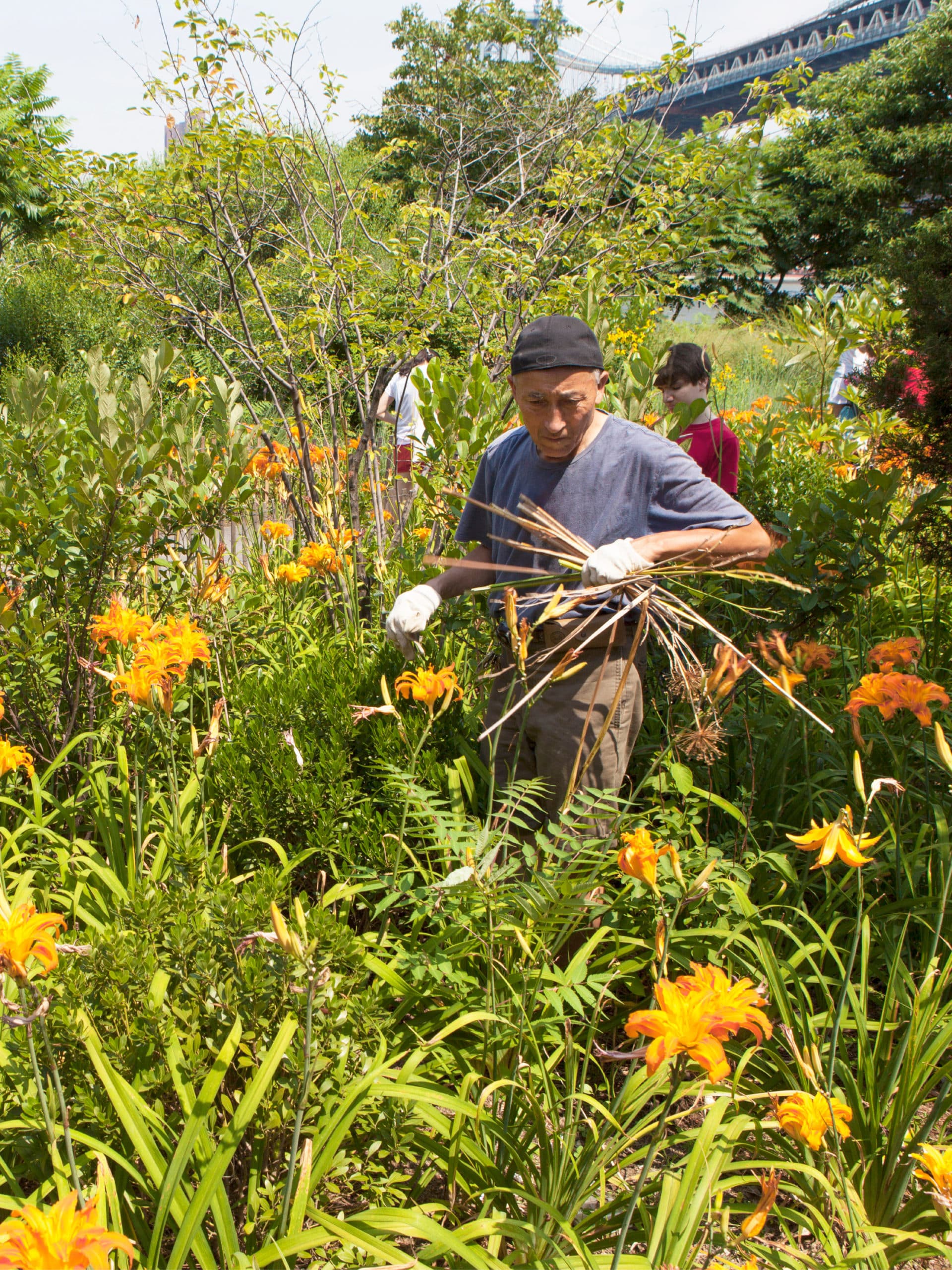 Volunteer holding plant waste walking through a bed of flowers on a sunny day.