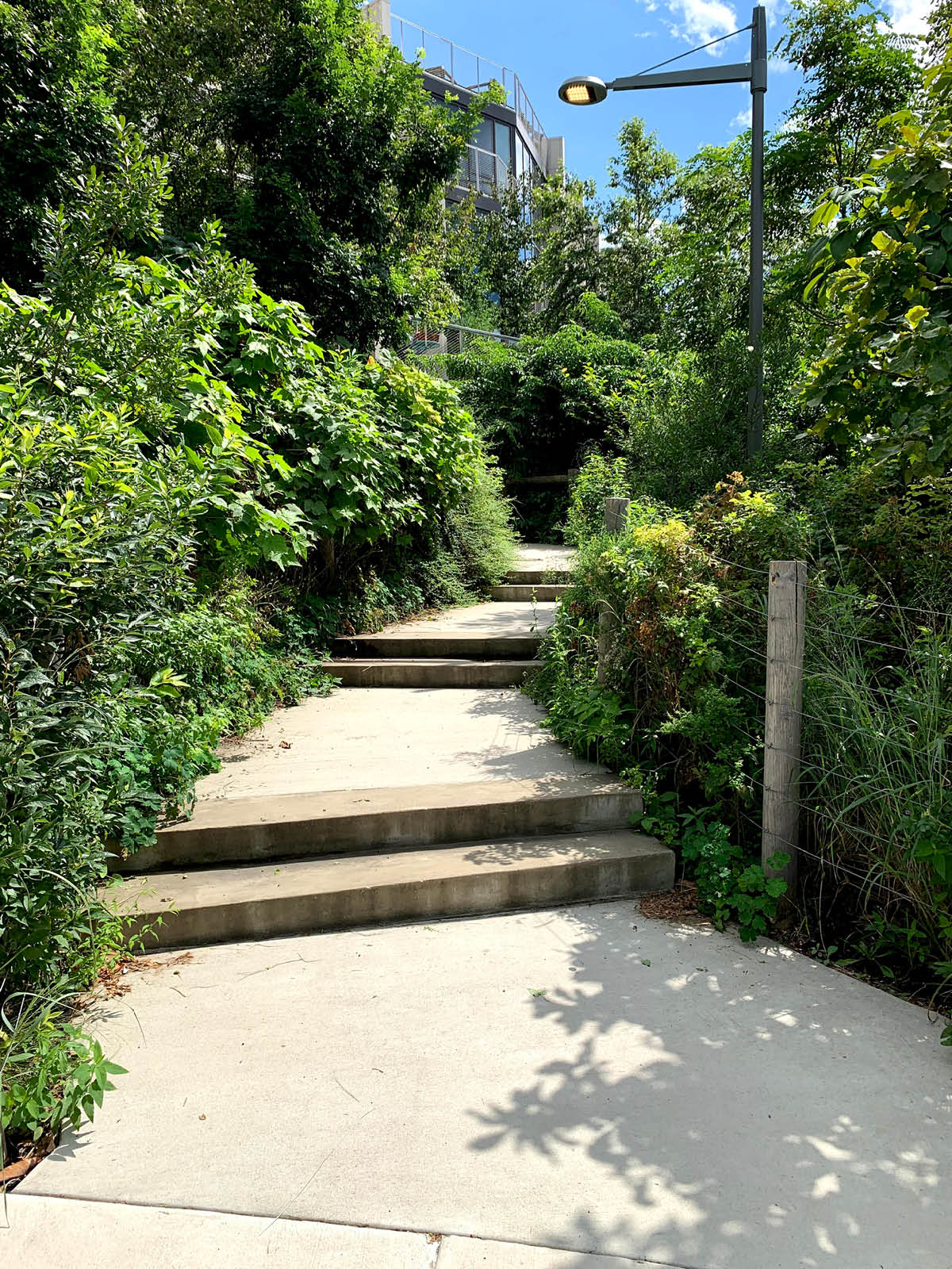 Steps up through bushes and trees on a sunny day.
