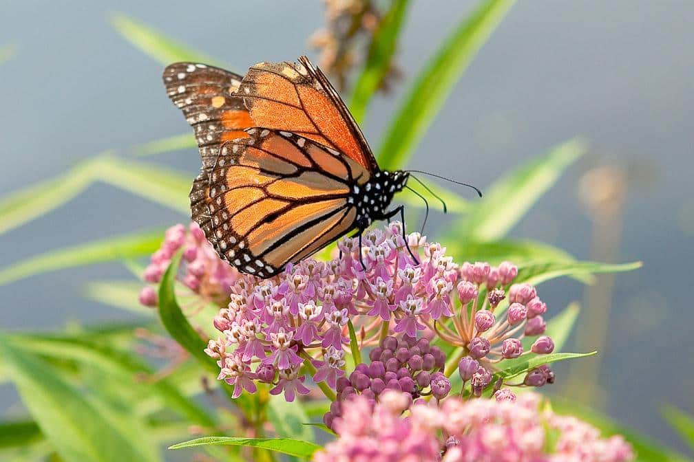 Environmental Education Center Celebrates National Pollinator Week ...