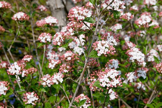 Black Chokeberry