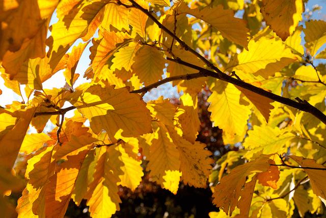Swamp White Oak