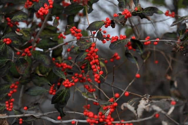 Winterberry