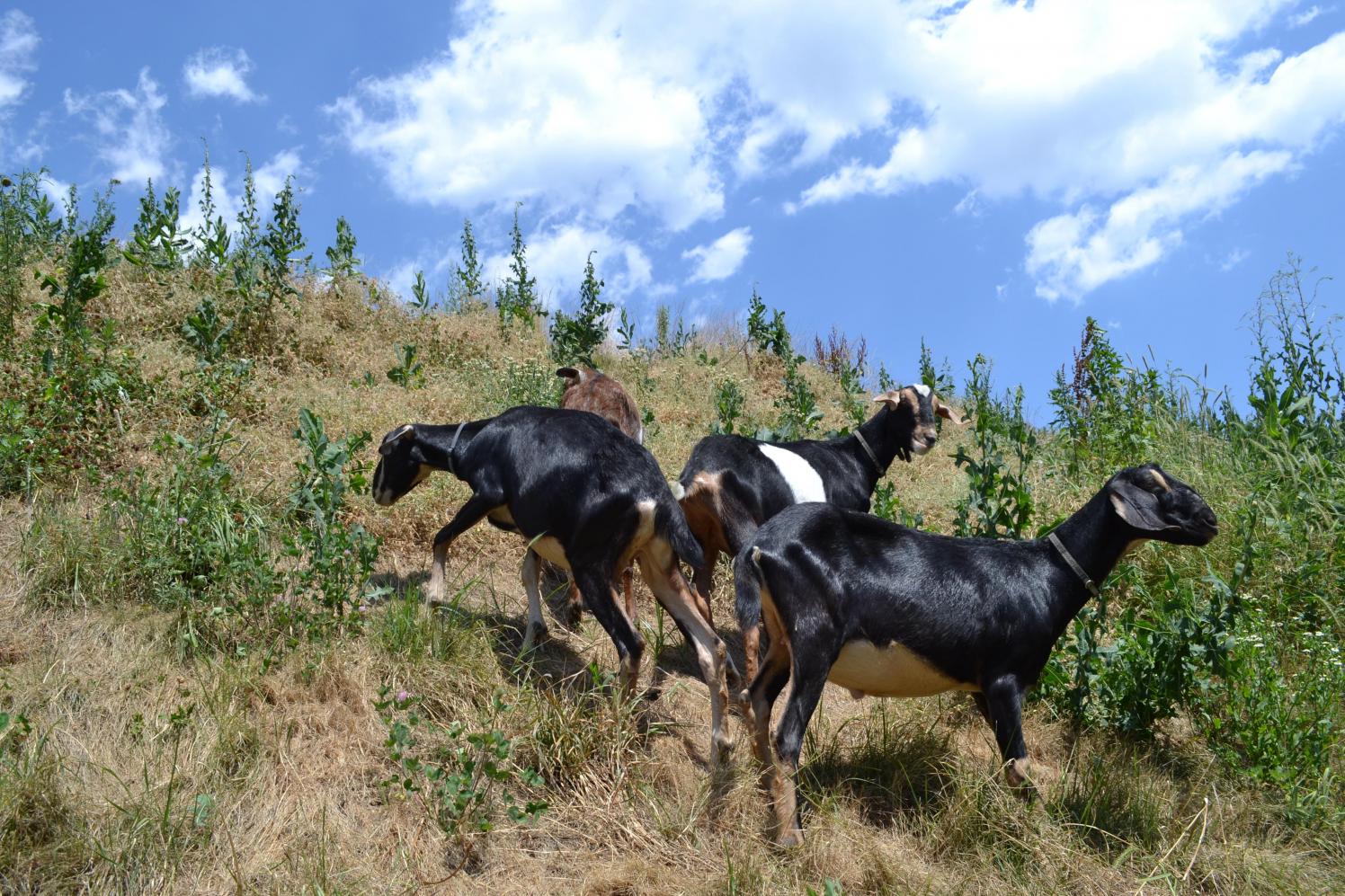 Four black goats on a hill on a sunny day.