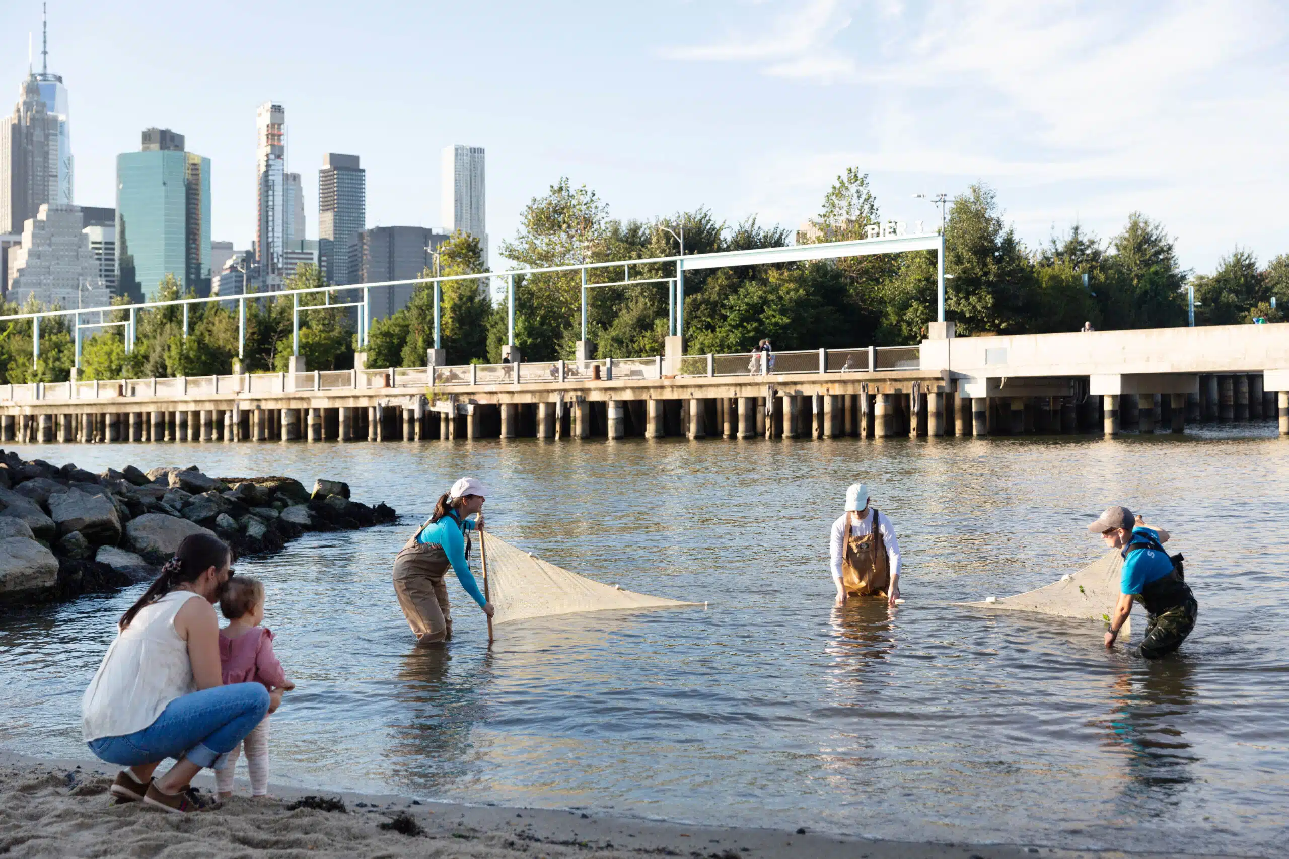 Staff pull a seine net through the water at Brooklyn Bridge Park
