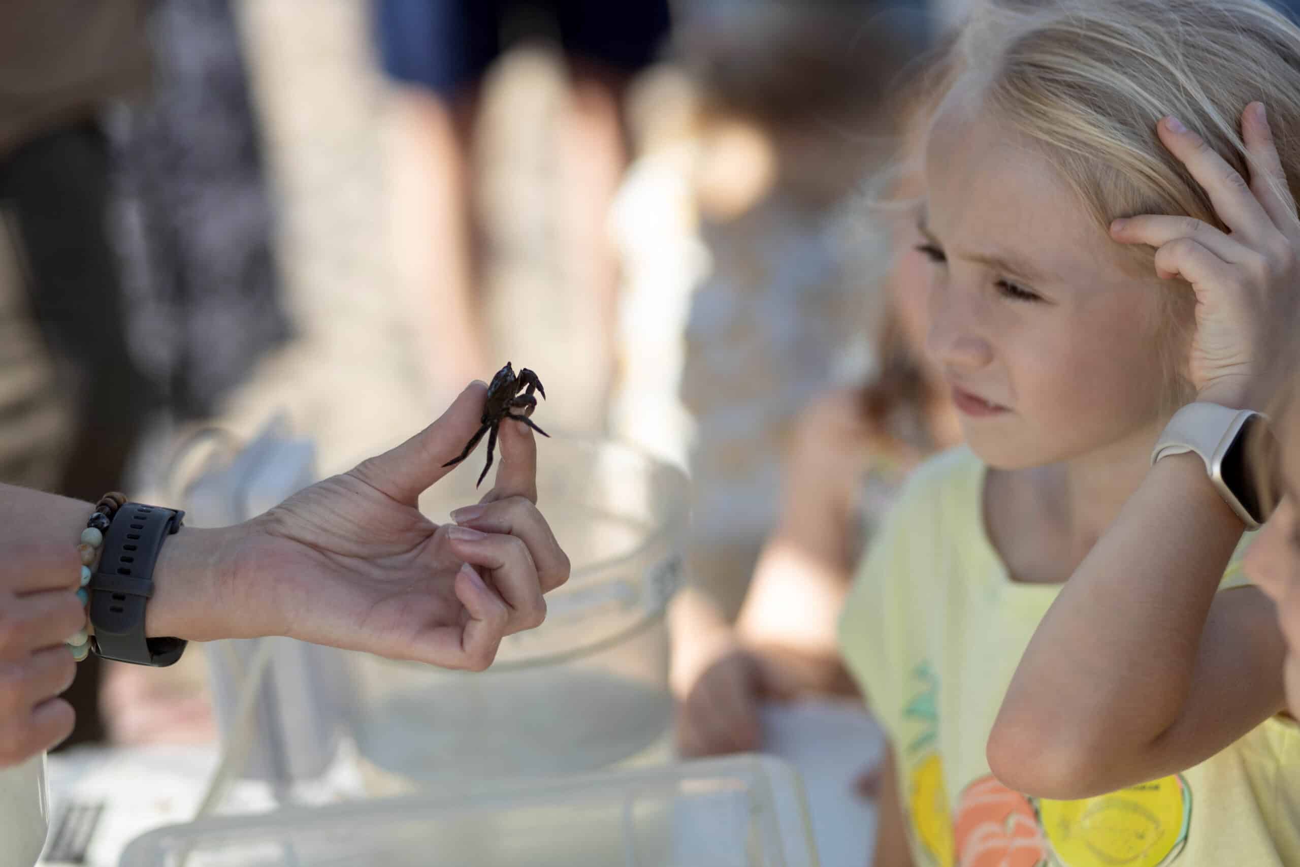 A young girl looks at a crab from seining