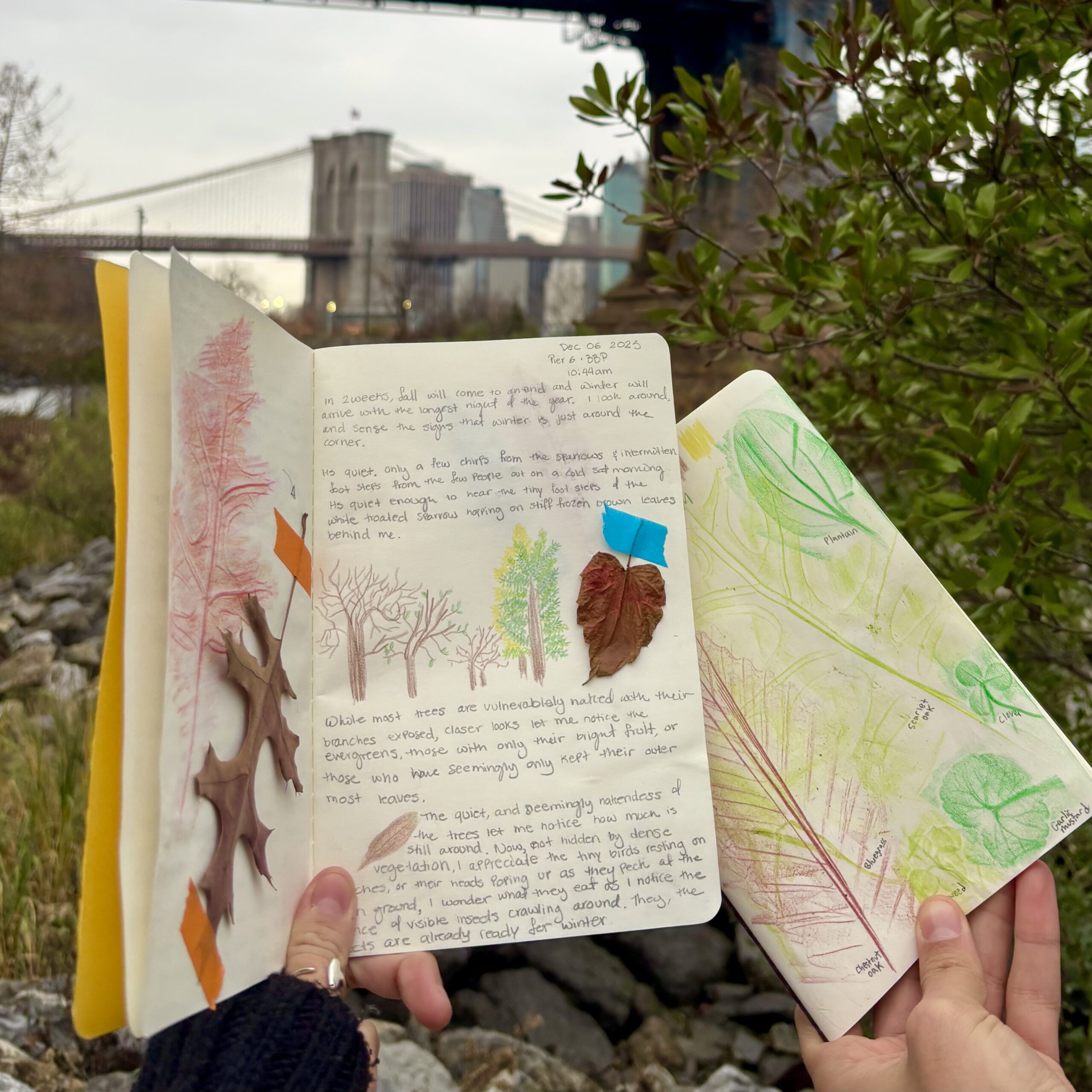 nature journals in Brooklyn Bridge Park
