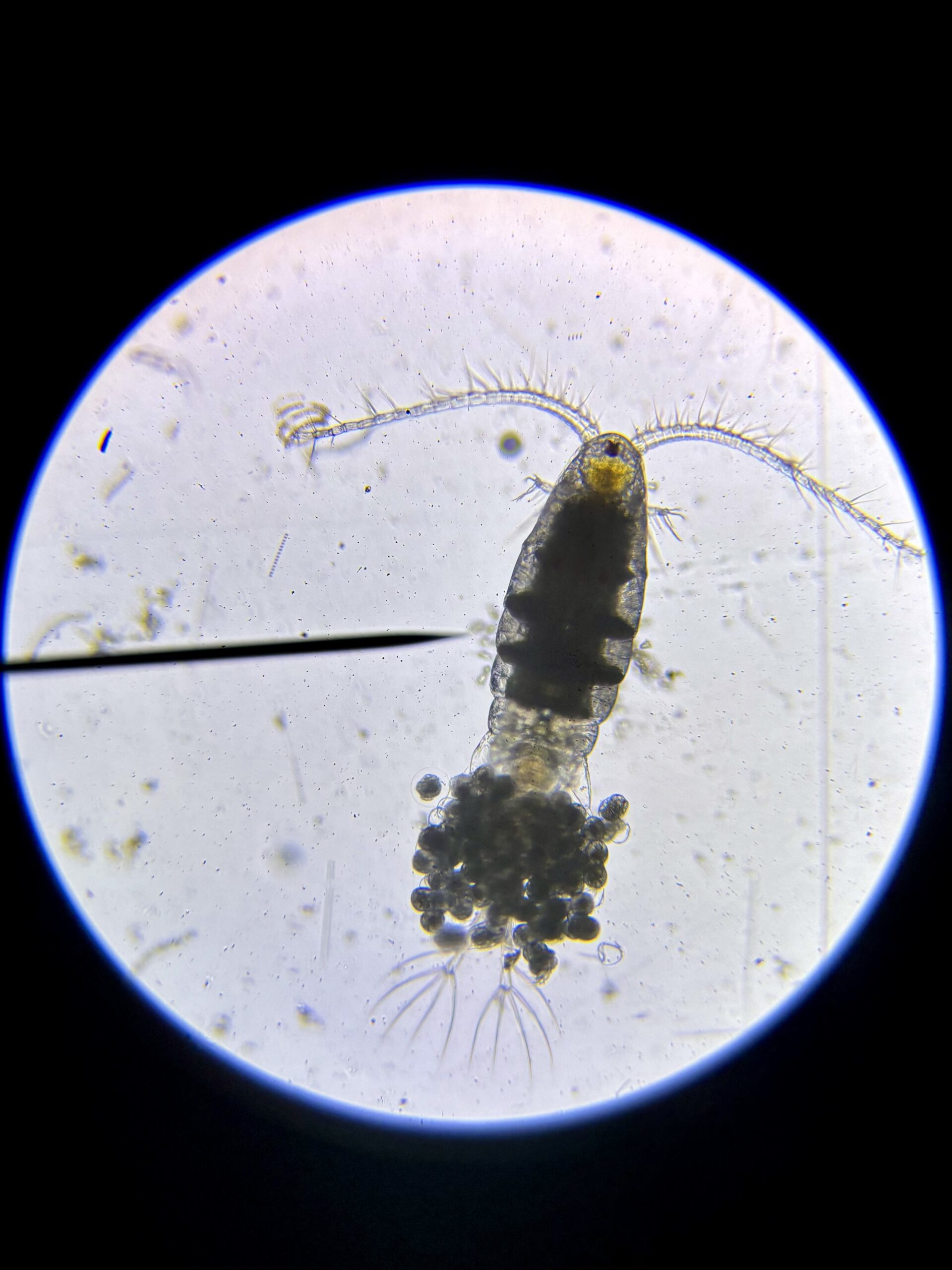 Expert-Led Explorations: Plankton - Brooklyn Bridge Park