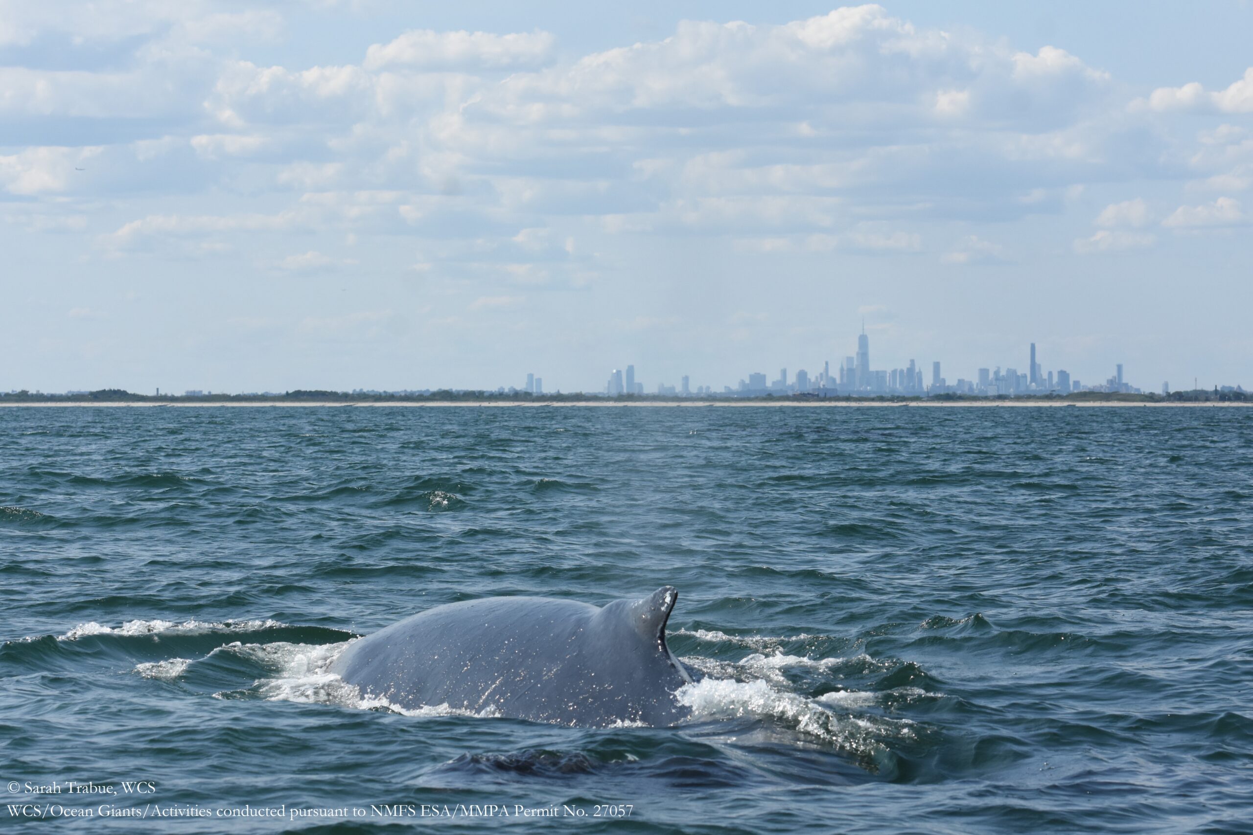 Hudson Canyon to NY Harbor Festival