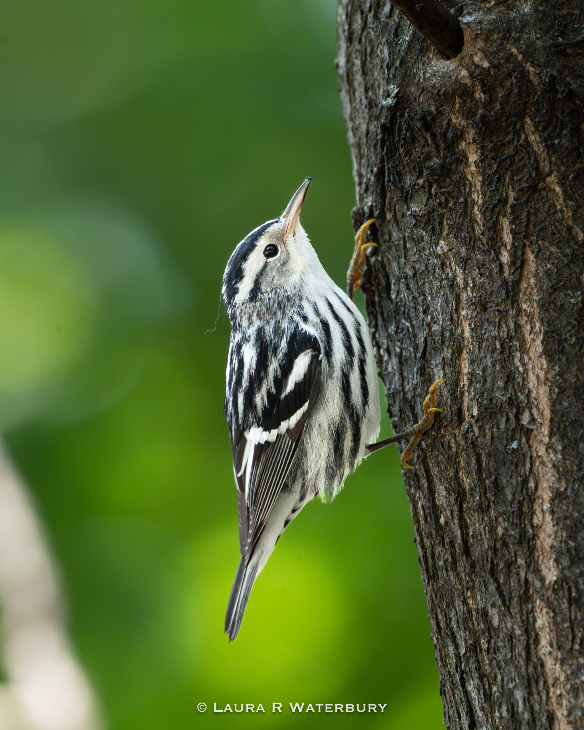 Fall Migration Bird Walk